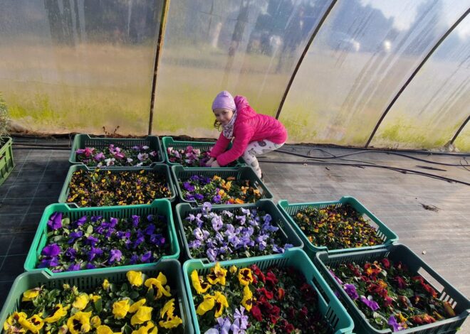  5- i 6-latki sadzą bratki!