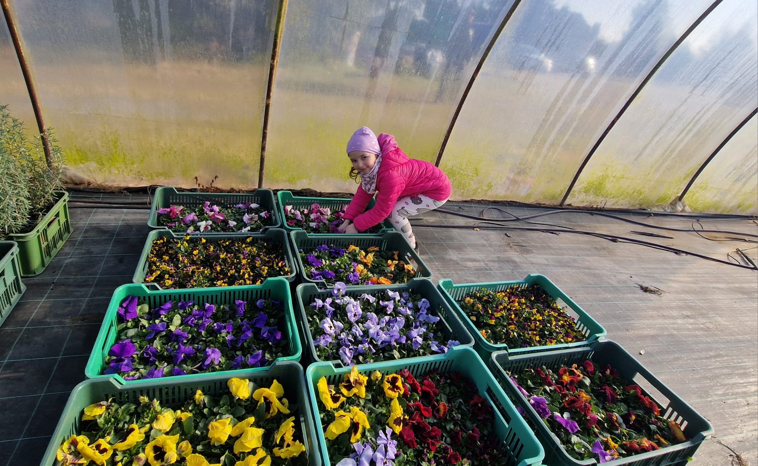  5- i 6-latki sadzą bratki!